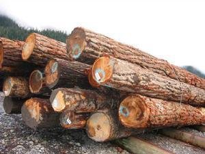 中国增加日本木材进口，实现双方共赢